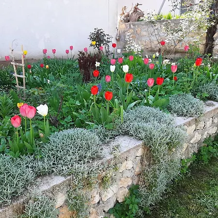 Amy * Sarajevo